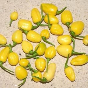 小さながらもパワフルな魅力！クマリ・ド・パラの辛さと風味