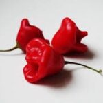 ビショップス・クラウン・ペッパー:スパイス好きな人への魅力的な食材の紹介