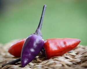 ブラック・キューバン・ペッパー:小さな体に宿る強烈な辛さと美しい外観