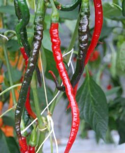 デムレ:トルコの秘密兵器!料理の魅力を広げるマイルドな唐辛子